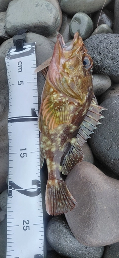 カサゴの釣果