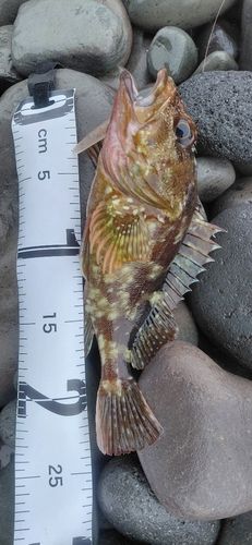 カサゴの釣果
