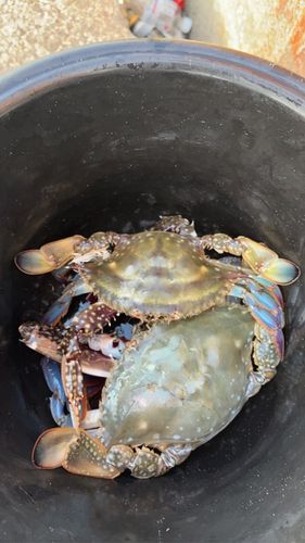 カニの釣果