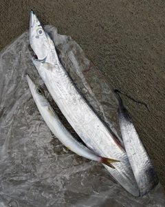 タチウオの釣果