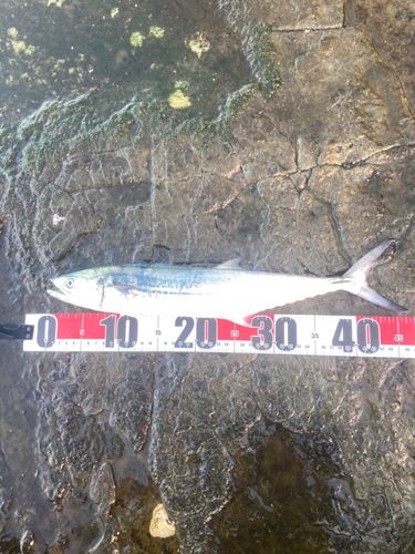 サゴシの釣果