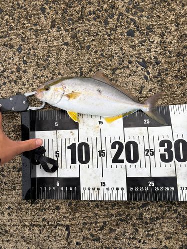 シオの釣果