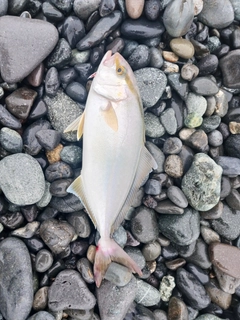 ショゴの釣果