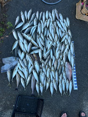 アジの釣果