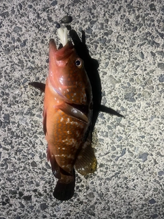 キジハタの釣果