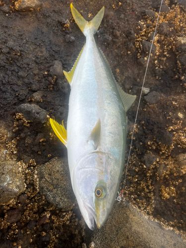 ヒラマサの釣果