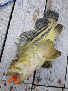 シマゾイの釣果