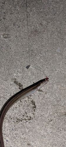 アナゴの釣果