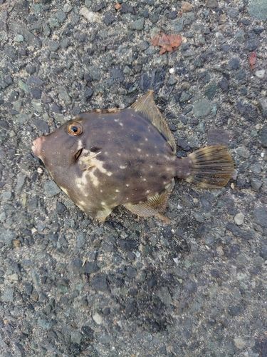 カワハギの釣果