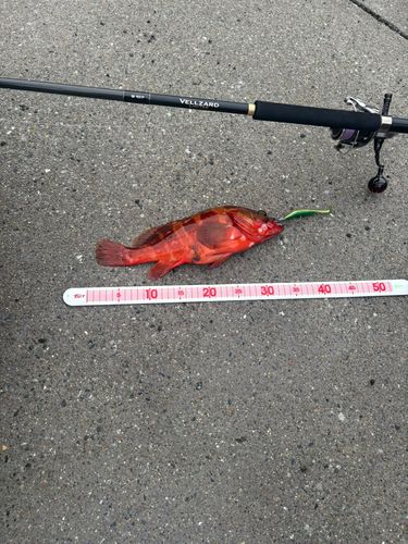 アカハタの釣果