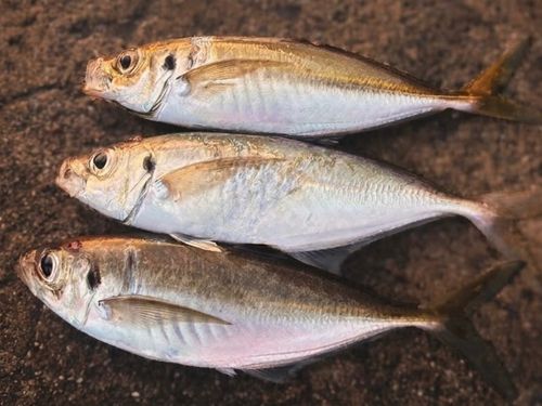 マアジの釣果