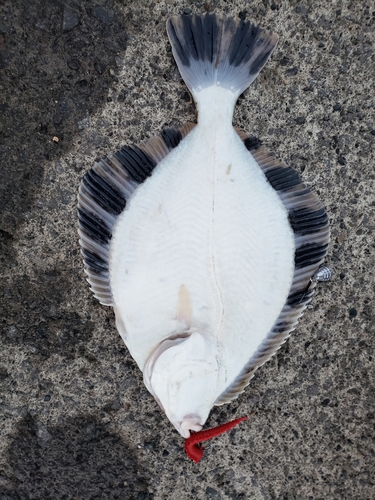 イシモチの釣果