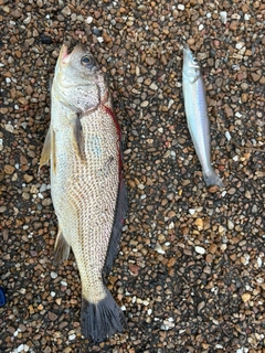 ニベの釣果
