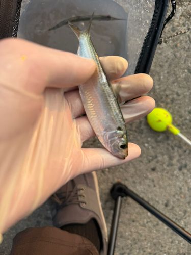 コノシロの釣果