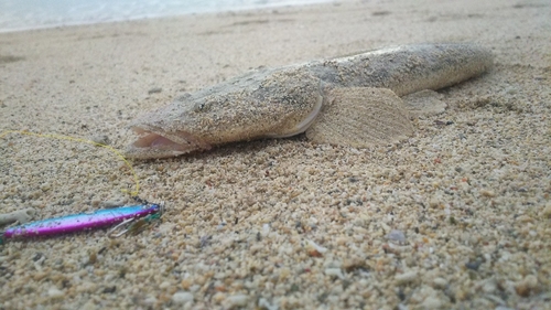 ミナミマゴチの釣果