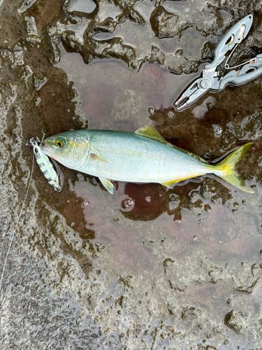ツバスの釣果