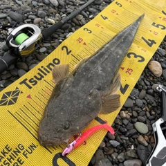 マゴチの釣果