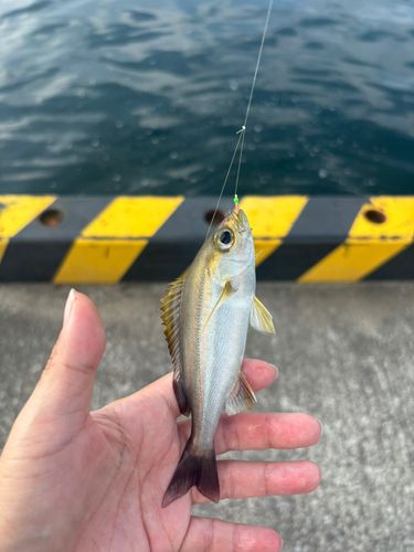 イサキの釣果