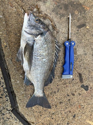 チヌの釣果