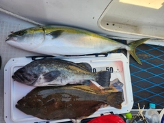 ブリの釣果