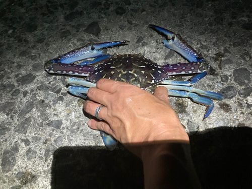 タイワンガザミの釣果