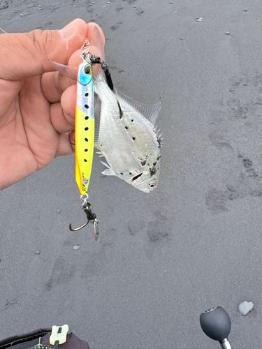 釣果
