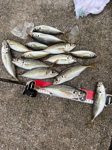 アジの釣果