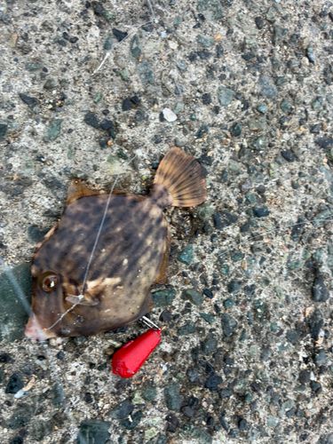 カワハギの釣果