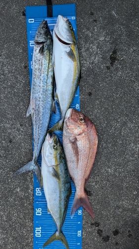 サワラの釣果