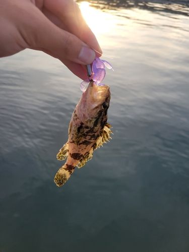 ベッコウゾイの釣果