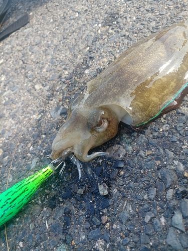 コウイカの釣果