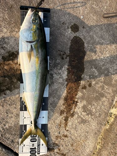 ブリの釣果