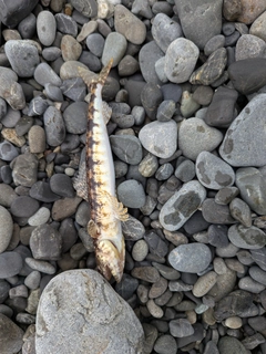 エソの釣果