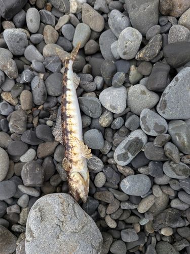 エソの釣果