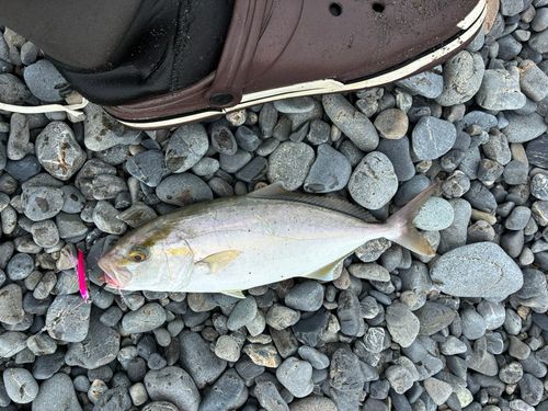 ショゴの釣果