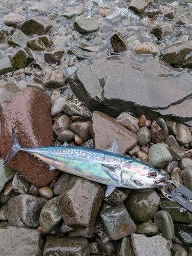 ソウダガツオの釣果