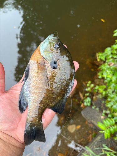 ブルーギルの釣果