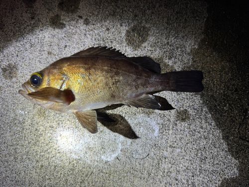 シロメバルの釣果