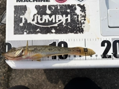 マハゼの釣果