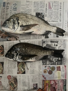 チヌの釣果