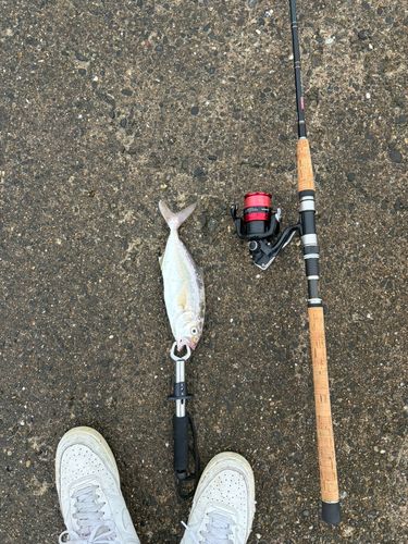 ショゴの釣果