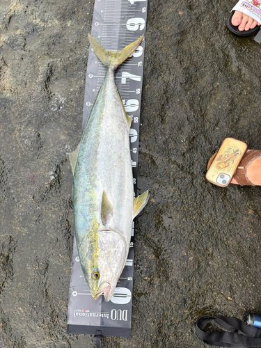 ブリの釣果