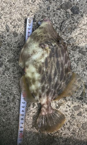 カワハギの釣果
