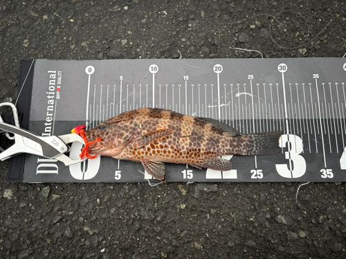 オオモンハタの釣果