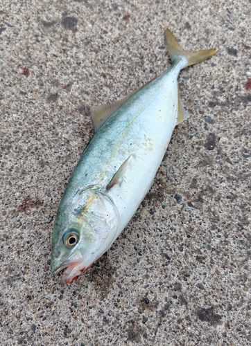 フクラギの釣果