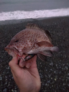 オオモンハタの釣果