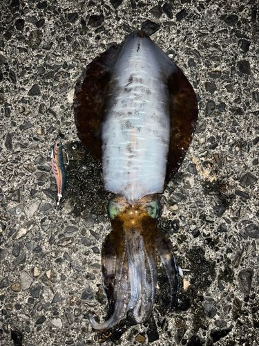 アオリイカの釣果