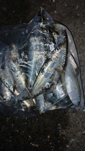 イワシの釣果