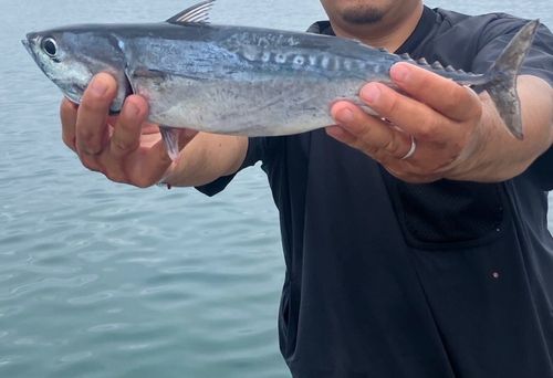 マルソウダの釣果
