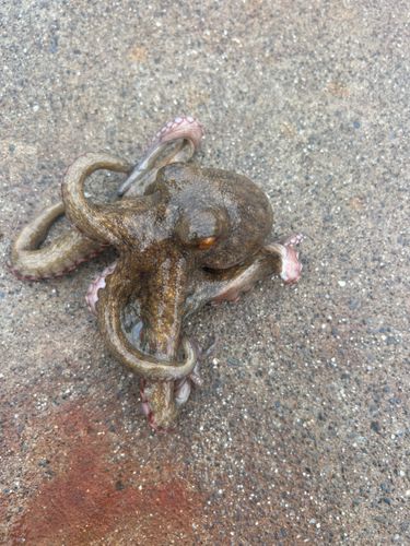 タコの釣果